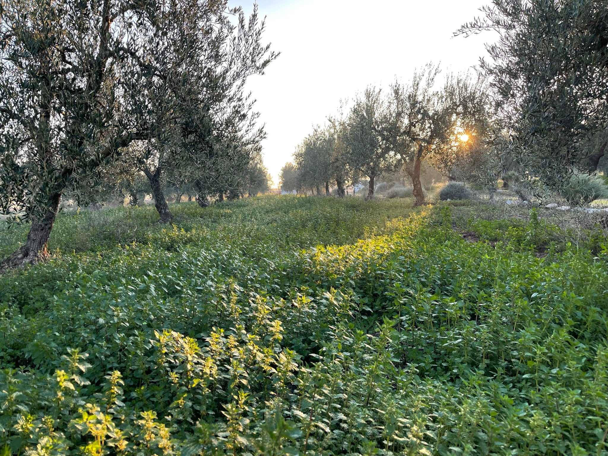 5 beneficios de tener cubierta vegetal en el olivar