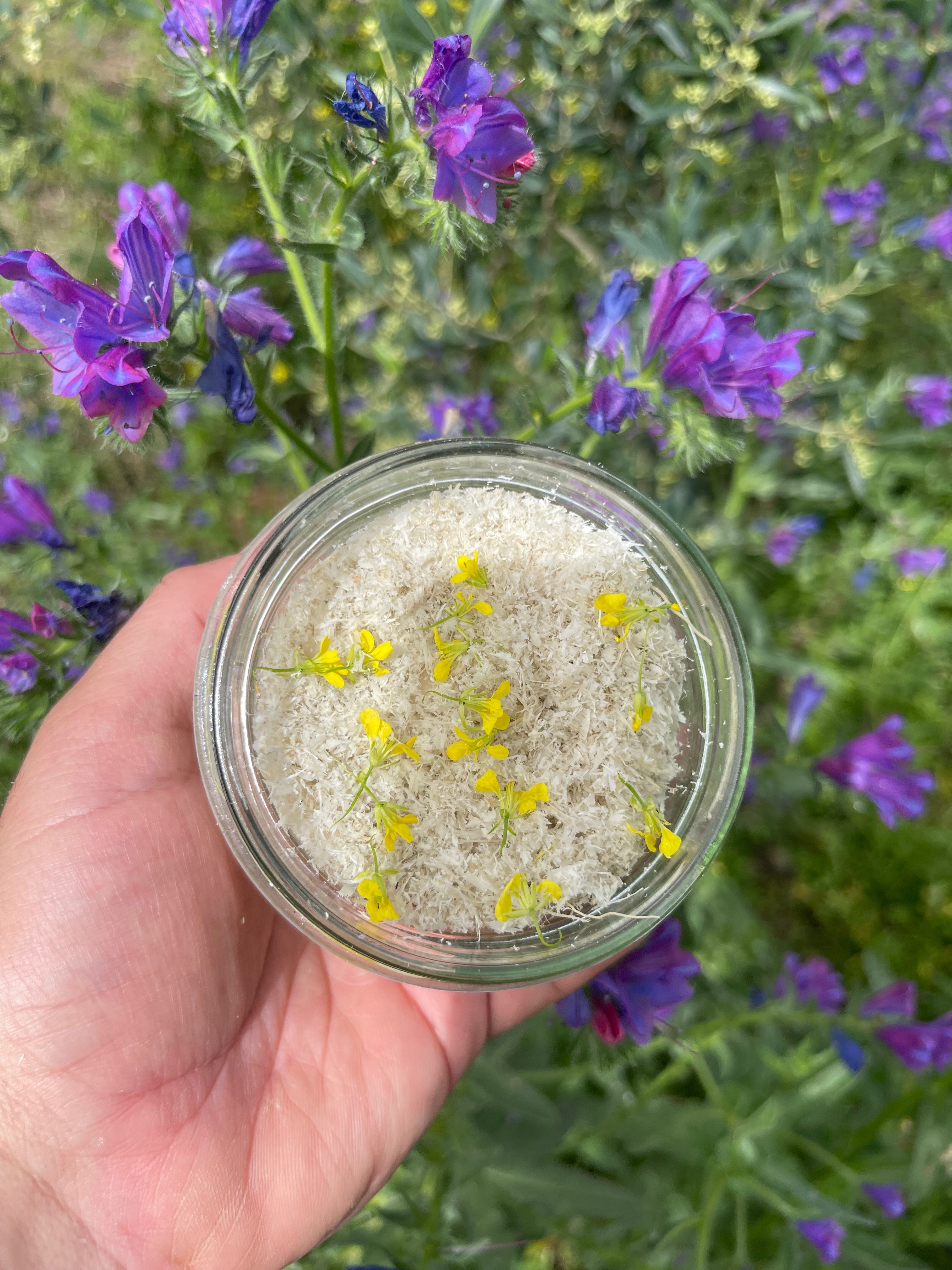 Cómo fermentar plantas silvestres espontáneas del olivar