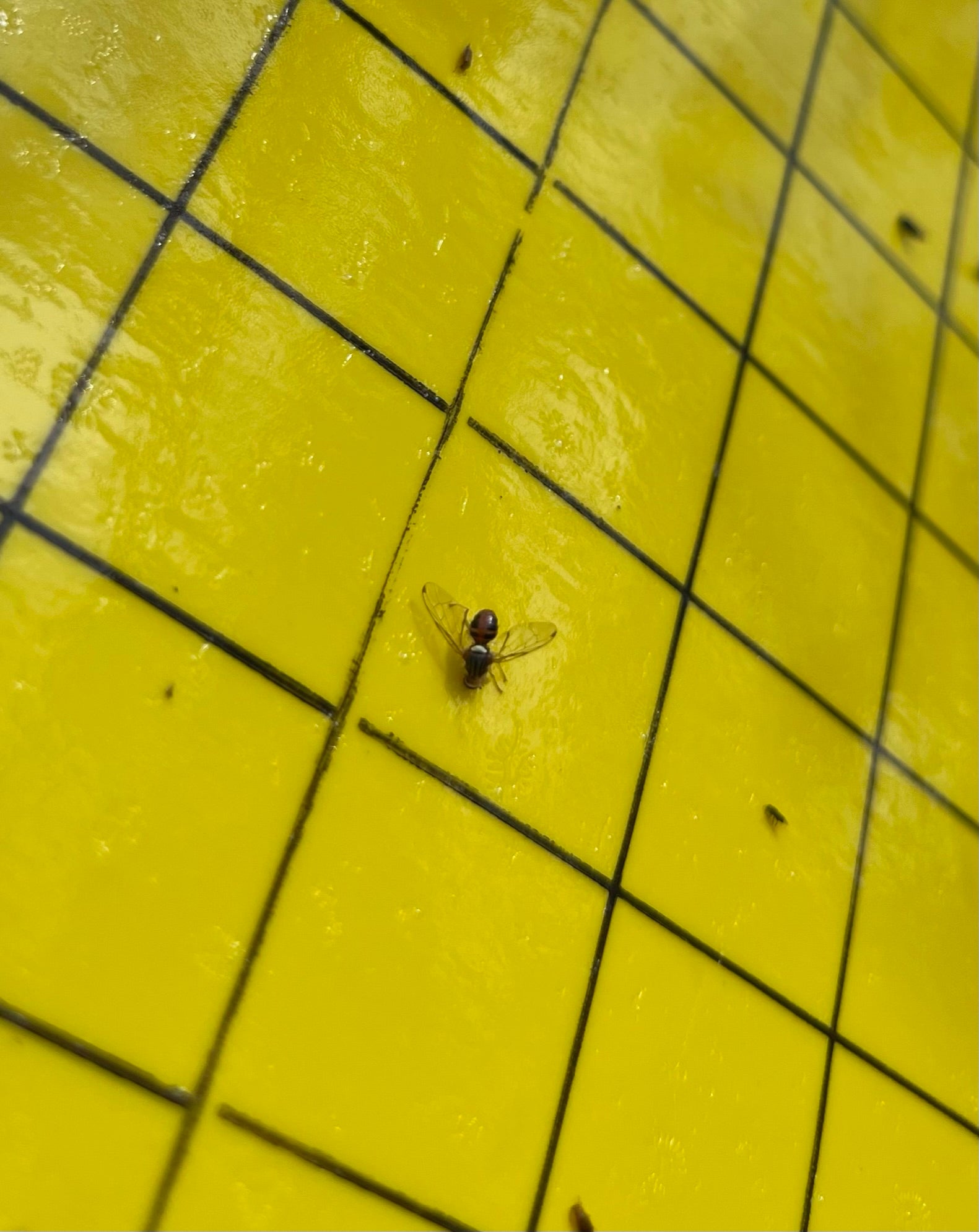 Mosca del olivo (Batrocera oleae) pegada a una trampa cromática a la que ha sido atraída con feromonas