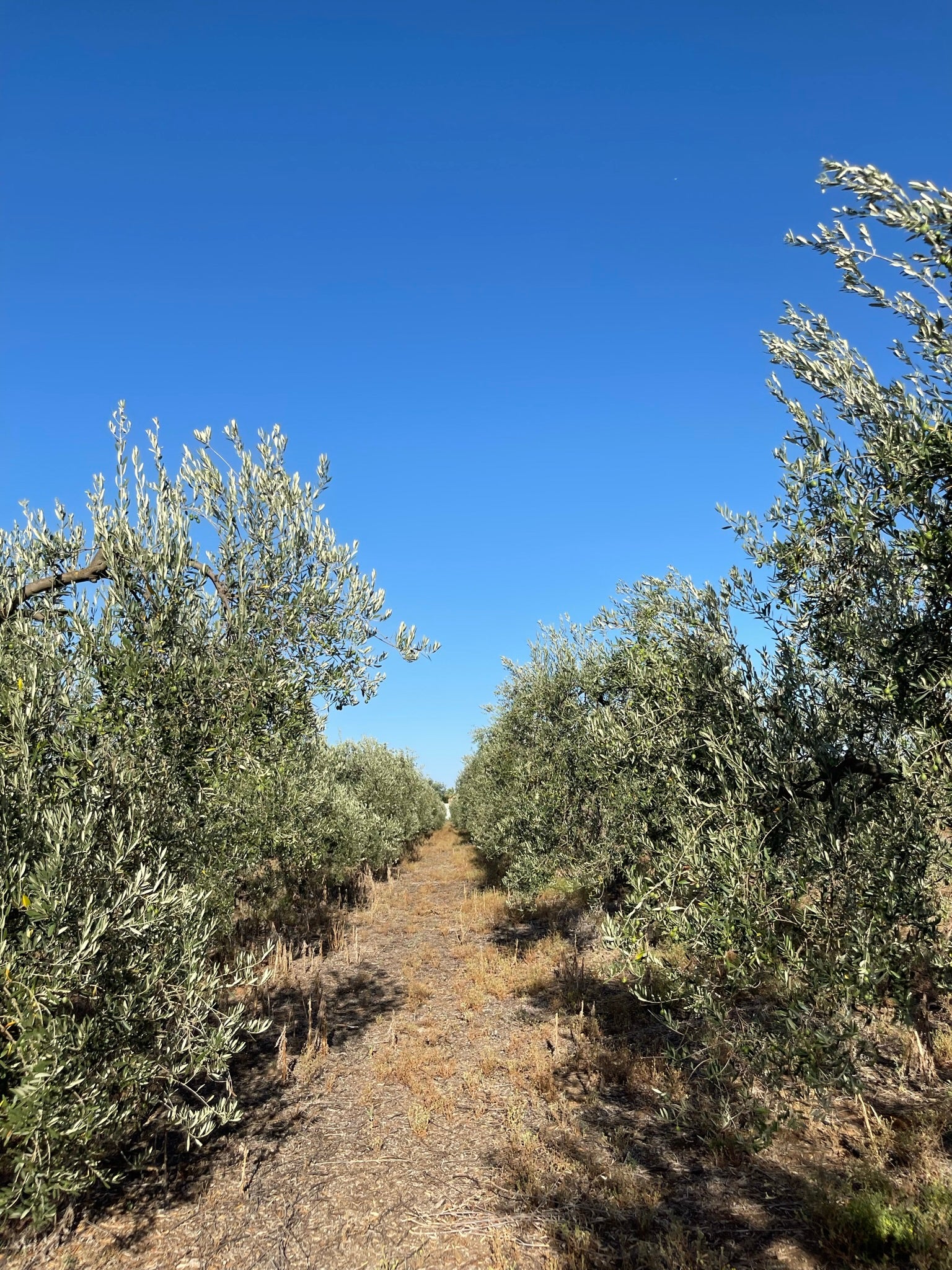 Plantas silvestres de verano en un olivar ecológico de la campiña sevillana. Utrera.