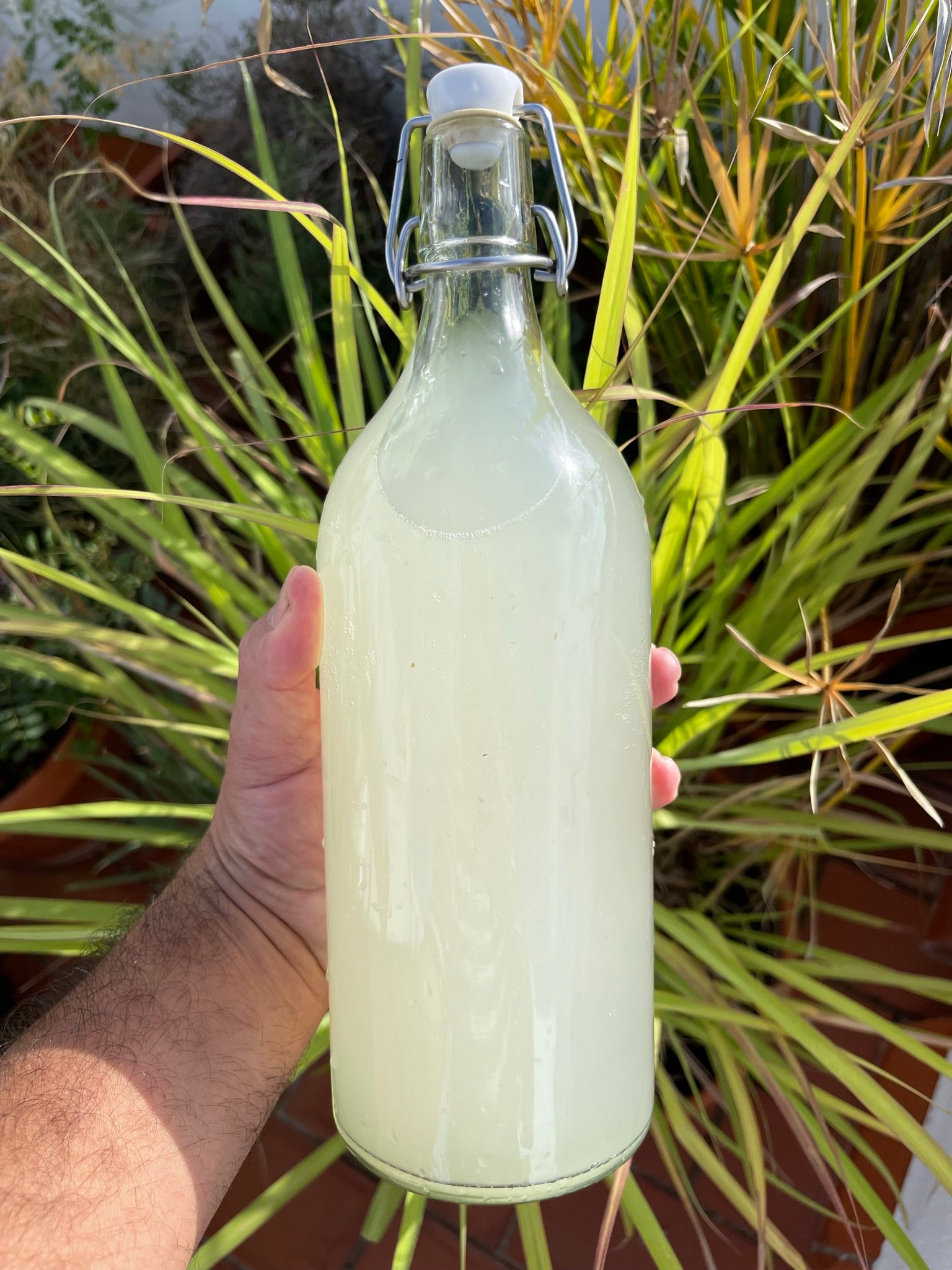 Cómo hacer cerveza de jengibre o ginger beer.