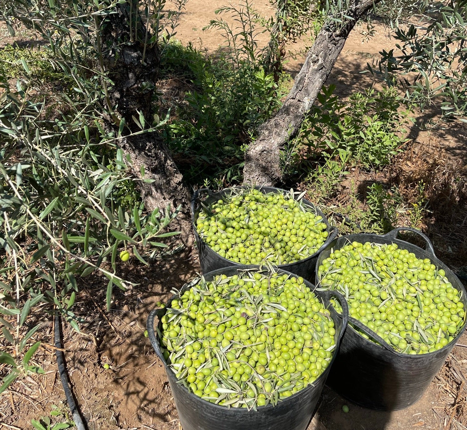 5 motivos en defensa del olivar de aceituna de mesa